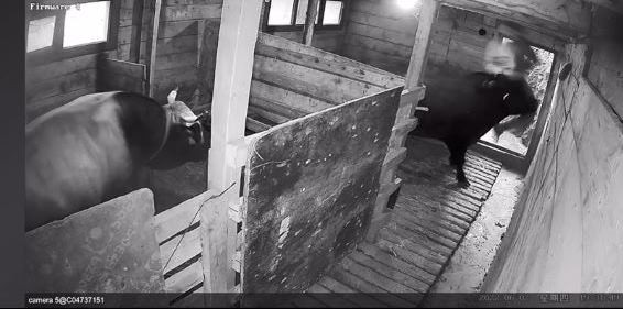 Artvin’de kızgın boğa sahibini hastanelik etti