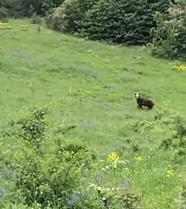 Ayı ile karşılaştı, gülümseten anlar yaşandı