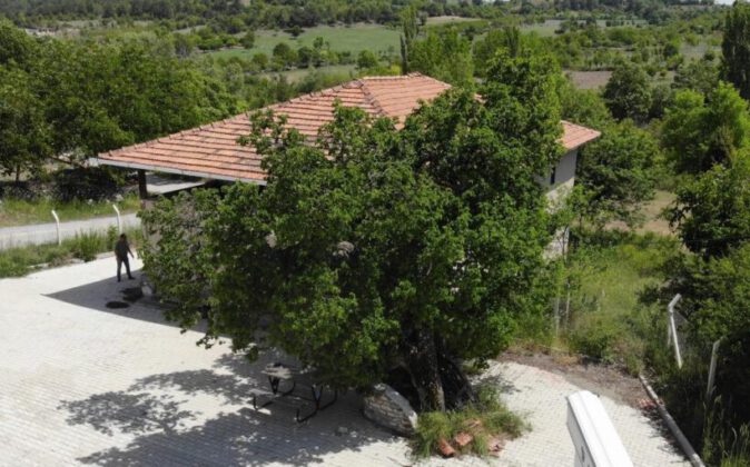 Şifa bulmak isteyen meyvesine yoğun talep gösteriyor
