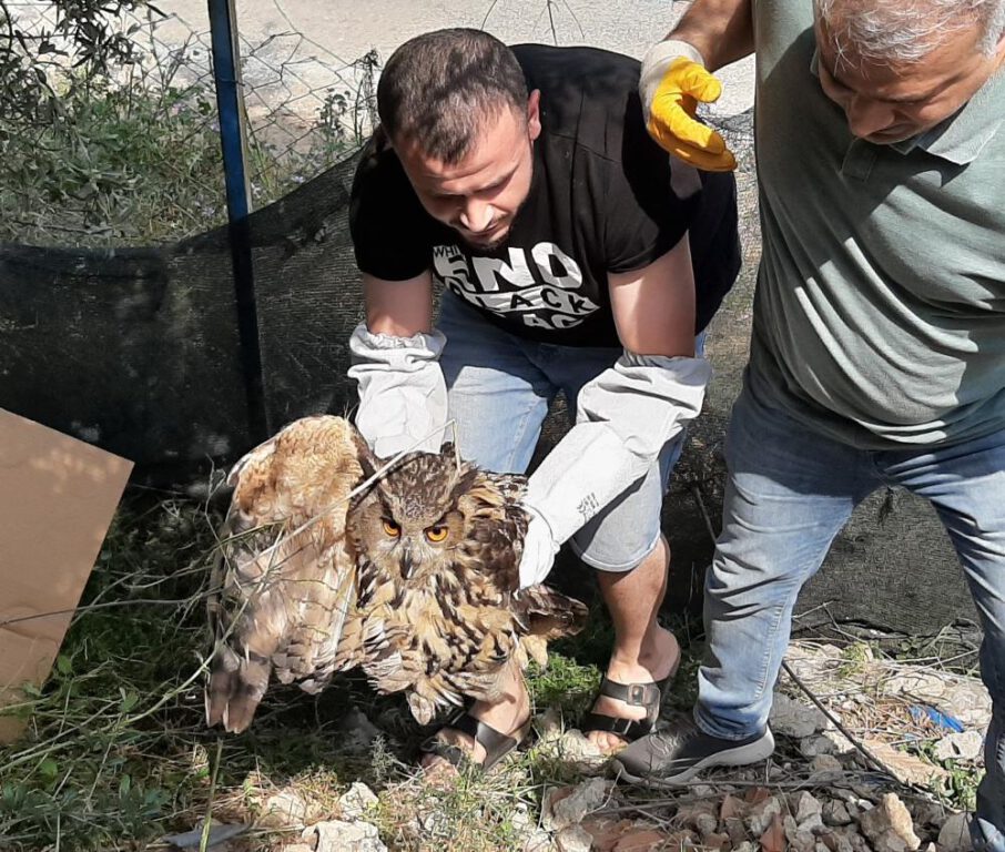 Yaralı puhu kuşunu nefes kesen operasyonla kurtardılar