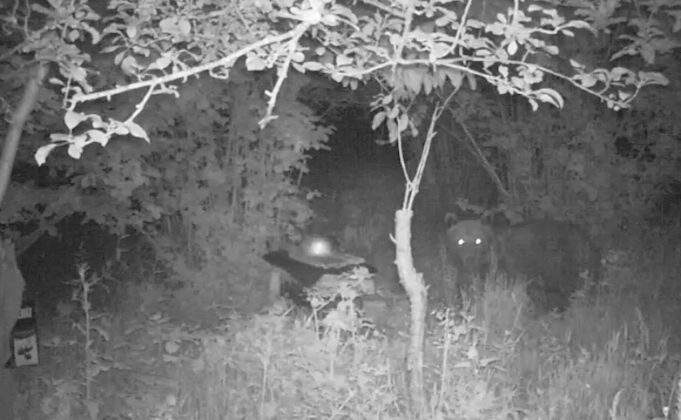 Kastamonu’da bozayı, arı kovanını parçalayıp balları yedi