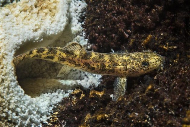 Van Gölü’ndeki yeni tür balığın büyük hali şaşırttı