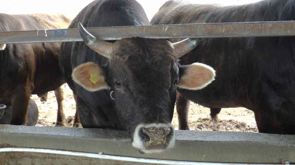 Kurbanlık alacakların dikkatine!