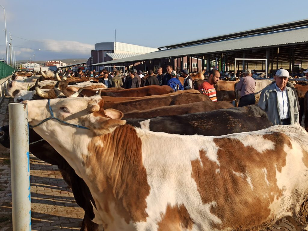 Kurbanlıklar görücüye çıktı