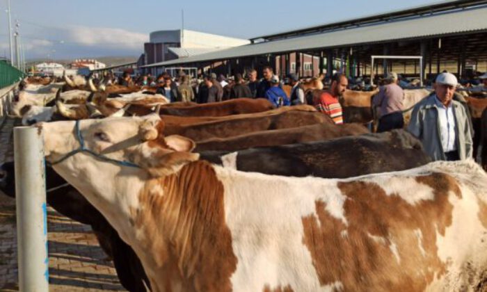 Kurbanlıklar görücüye çıktı