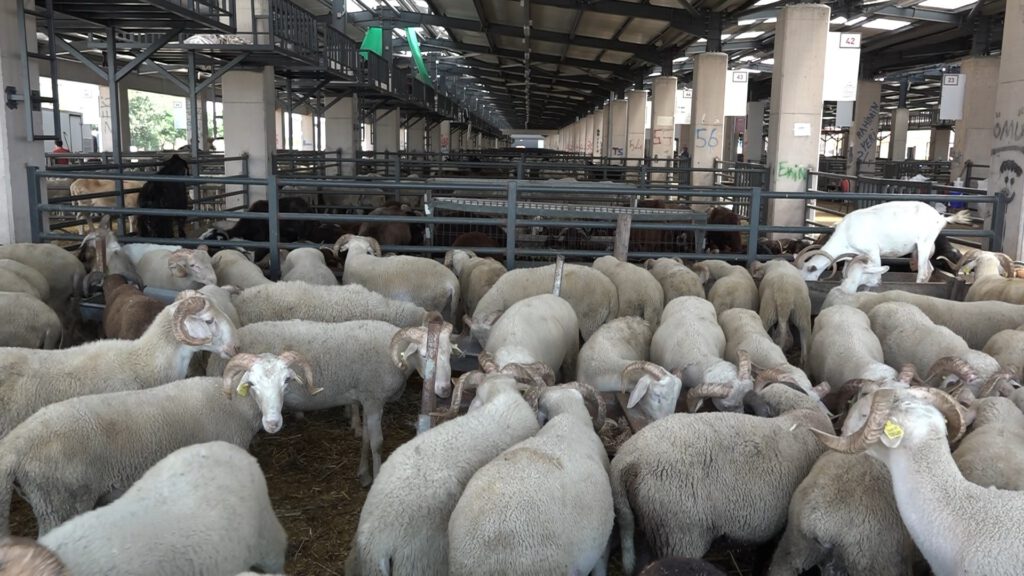 Bursa’da vatandaşlar kurbanlık alımı için son günü bekliyor