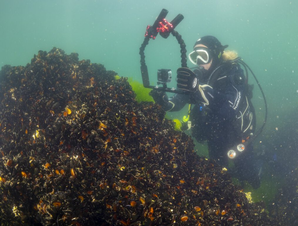 Gemlik Körfezi’nde ‘bayram’ dalışı