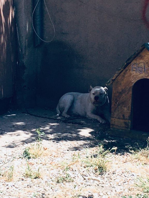 Kırşehir’de polisten ‘Pitbull’ operasyonu