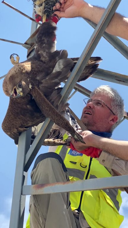 Enerji hattında mahsur kalan kızıl şahin arkeologlar tarafından kurtarıldı