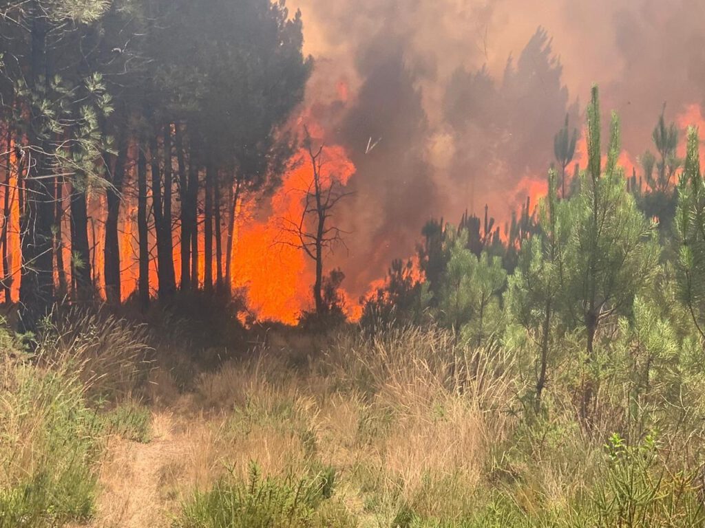 Fransa’daki orman yangınlarında yaklaşık 4 bin hektar alan kül oldu