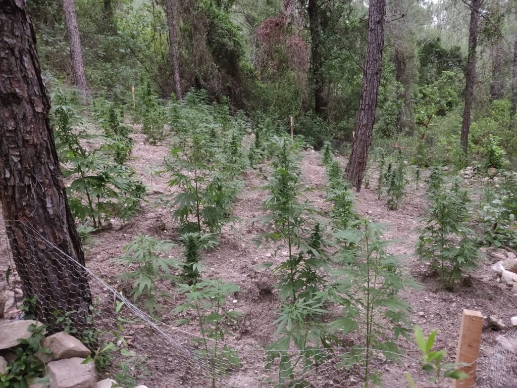 Sumbas’da 120 kök Hint keneviri ele geçirildi