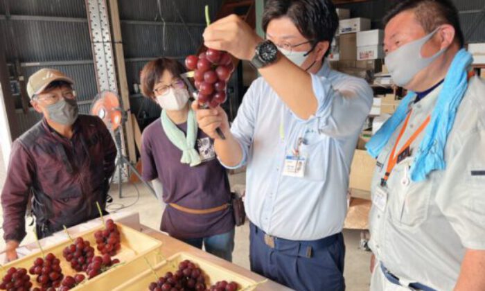 Japonya’da özel üretim salkım üzüm, 10 bin 800 dolara satıldı