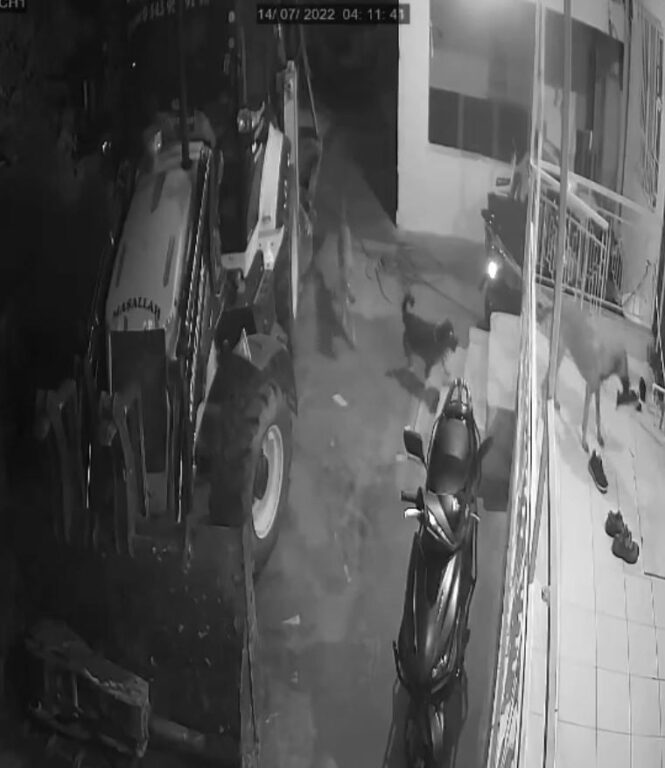 Köpeklerin organize ayakkabı hırsızlığı kamerada