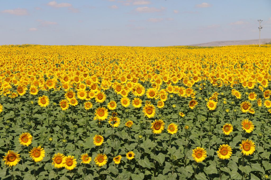 Ayçiçeği tarlalarında eşsiz manzaralar