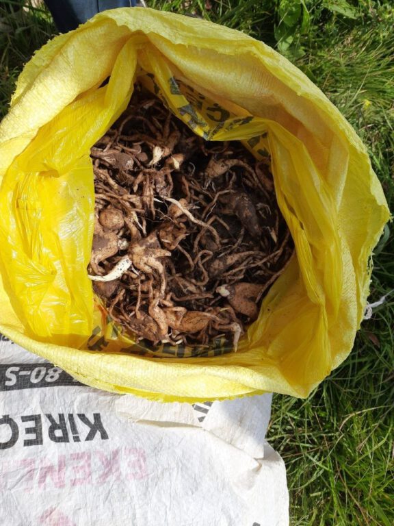 Kaçak yollarla toplanan salebe servet değerinde ceza