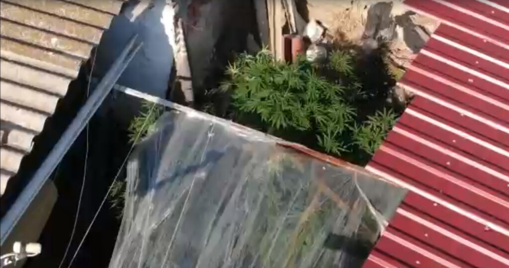 Bahçede sebze yerine kenevir yetiştirmiş