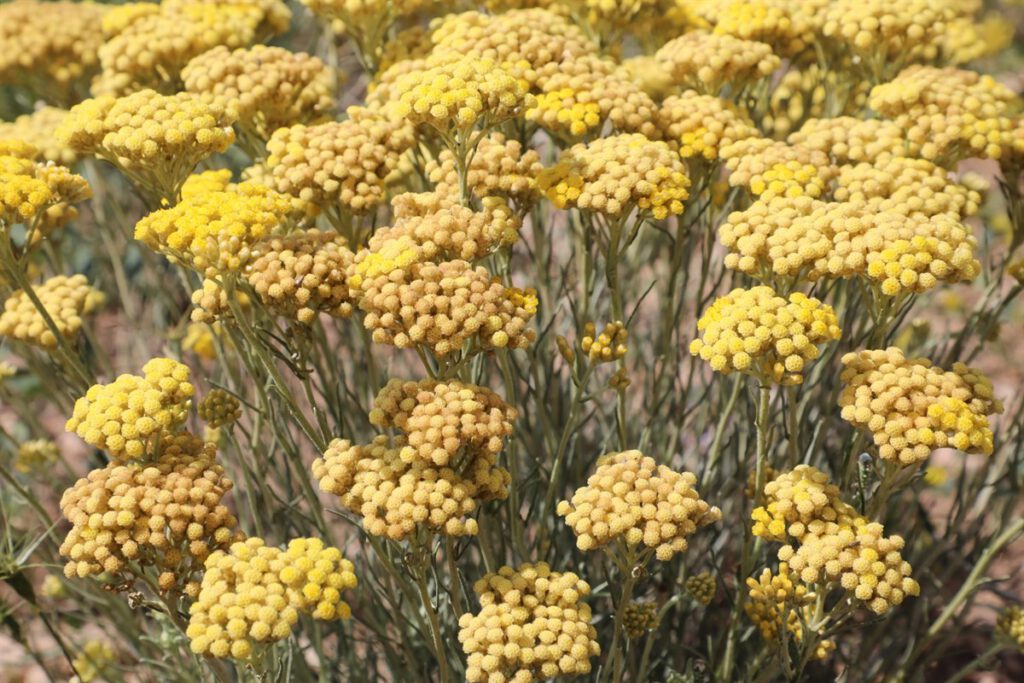 Altınotu bitkisinin hasadı yapıldı