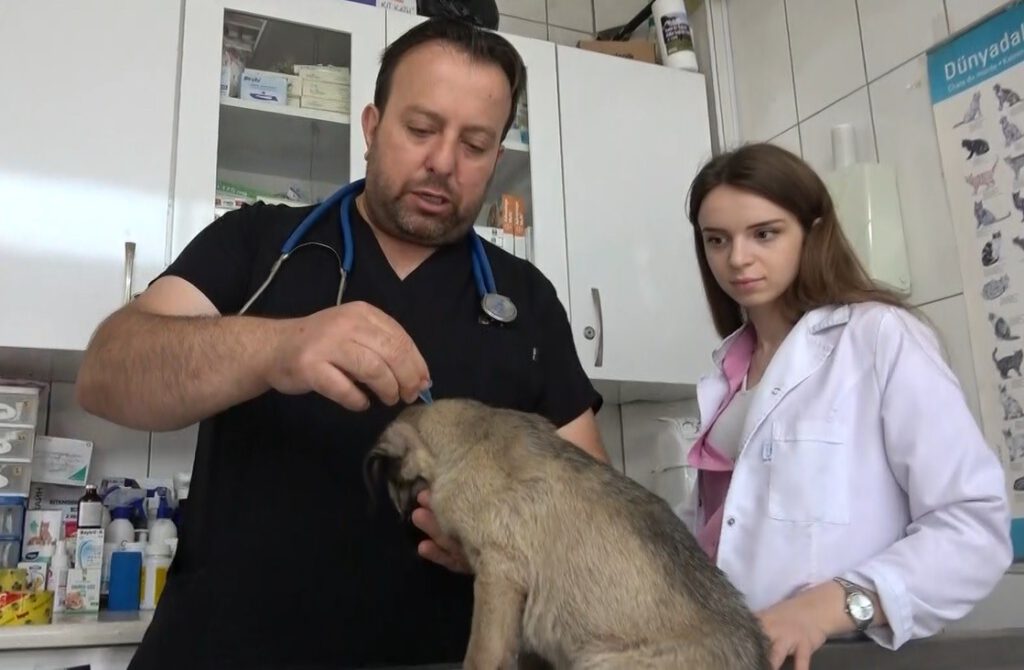 Uzmanlardan kenelerin evcil hayvanlarla yayılmasına karşı uyarı