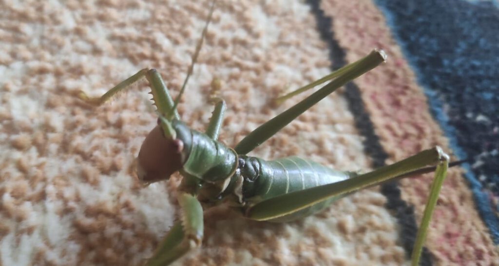 Elazığ’da dev çağaboğan çekirgesi görüldü