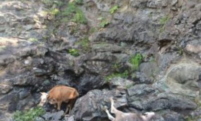 Aç kalan ayının kovaladığı büyükbaş hayvanlar uçuruma yuvarlandı