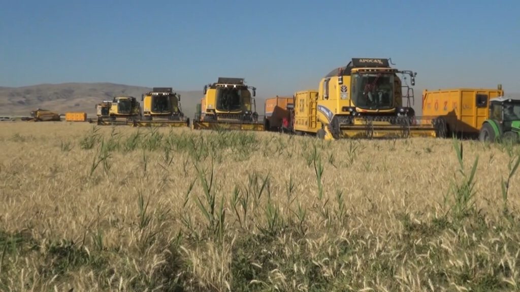 Muş Ovası’nda arpa ve buğday hasadı