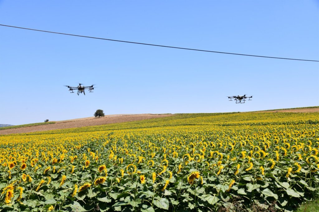 Ayçiçeği tarlaları çayır tırtıllarından ZİHA’lar ile korunuyor