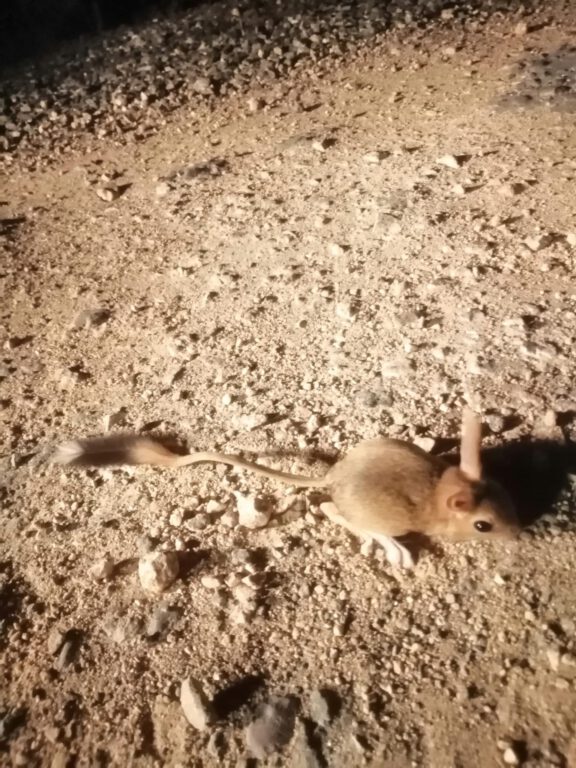 Elazığ’da IUCN’nin ‘kırmızı’ listesinde bulunan Arap tavşanı görüntülendi