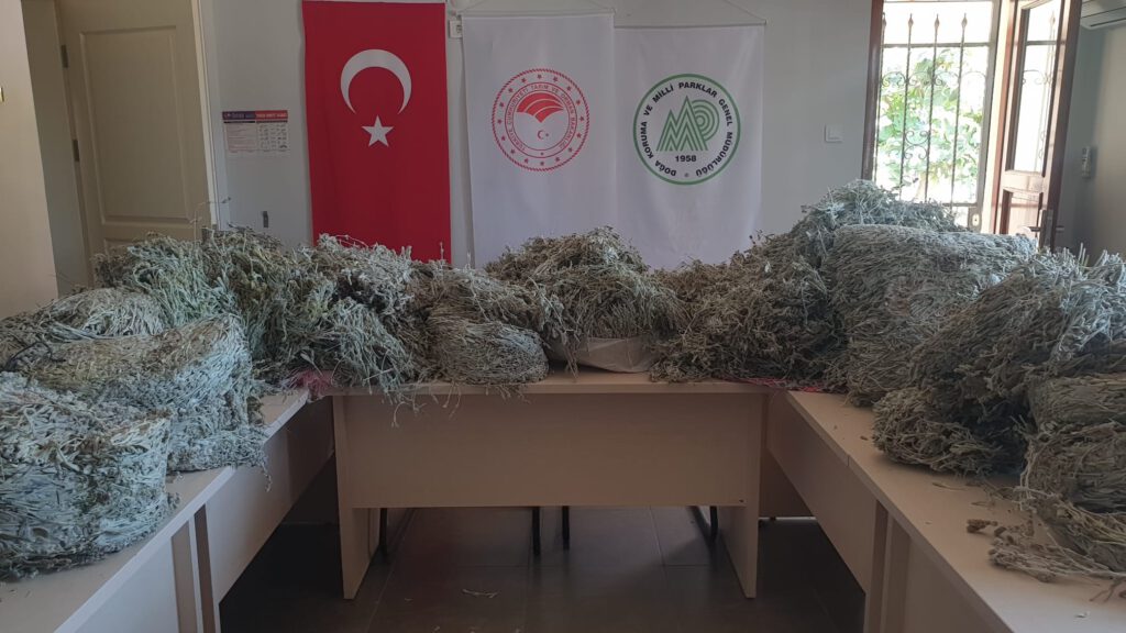 Kazdağları’nda endemik bitkiyi koparanlara 657 bin 558 TL ceza kesildi