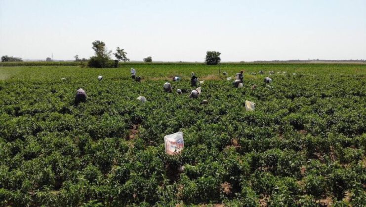 Tarım işçilerinin güneşin altında 40 derece sıcakta zorlu mesaisi