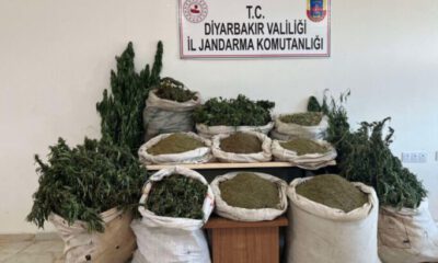 Diyarbakır’da terörün finans kaynağına darbe: 2 milyon 293 bin kök kenevir ele geçirildi