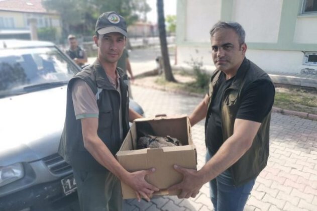 Ormancıların bulduğu yavru kara akbaba koruma altına alındı