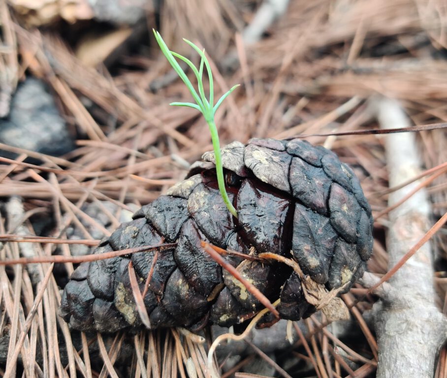 Manavgat 4-5 yıl içinde yeşil görünümüne kavuşacak