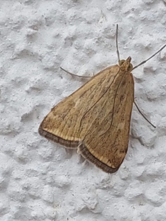 Çayır güvesi etkili oluyor