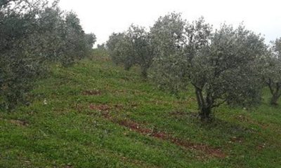 Karacabey’de mahkemeden satılık ceviz ve zeytin bahçesi