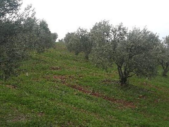 Karacabey’de mahkemeden satılık ceviz ve zeytin bahçesi
