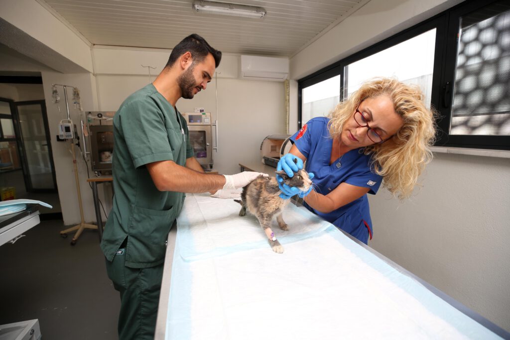 Nilüfer’de hasta ve yaralı sokak kedilerine donanımlı klinik
