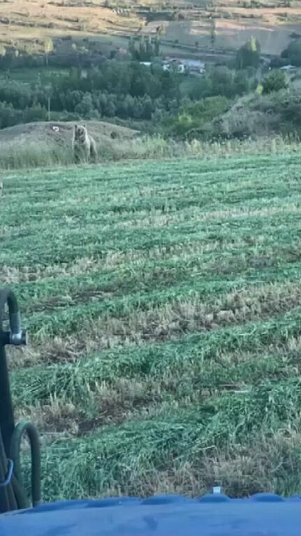 Ayı tarlaya indi, o kornayla uzaklaştırdı