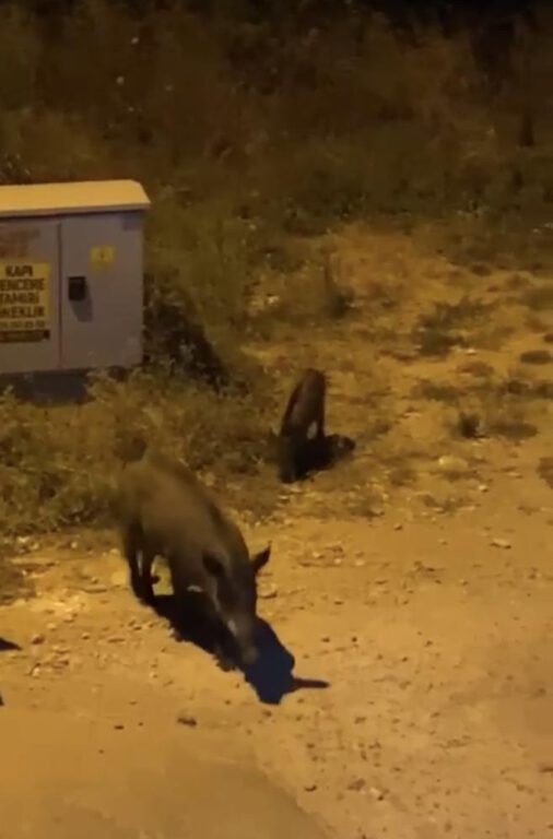 Bursa’da aç kalan domuzlar şehir merkezine indi