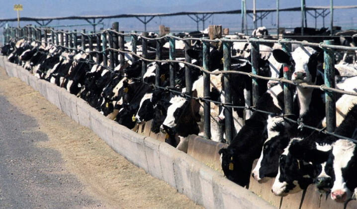 Bursa İznik’te 20.074 m² ‘cevizlik ve tarla’ tapulu büyükbaş yetiştirme tesisi satılıktır