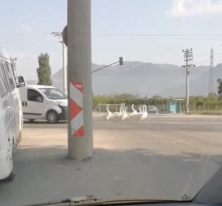 Bursa’da yola çıkan kazlar nedeniyle şehirlerarası yolda trafik durdu