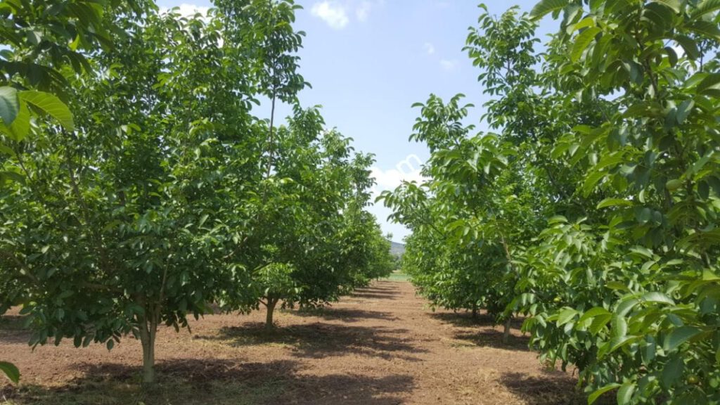 Bursa İnegöl’de 33.500 m² ceviz bahçesi satılıktır