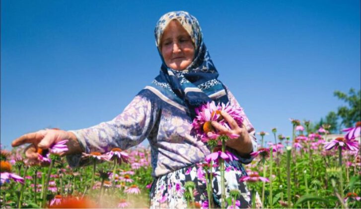 Ekinezya hasadı ‘bayram sevinci’ yaşattı