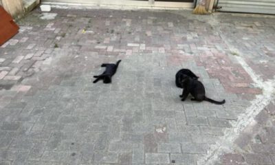 Kediye saldırmak isteyen köpek, hayatının şokunu yaşadı
