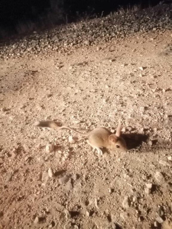 Elazığ’da IUCN’nin ‘kırmızı’ listesinde bulunan Arap tavşanı görüntülendi