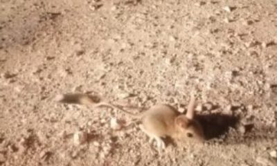 Elazığ’da IUCN’nin ‘kırmızı’ listesinde bulunan Arap tavşanı görüntülendi
