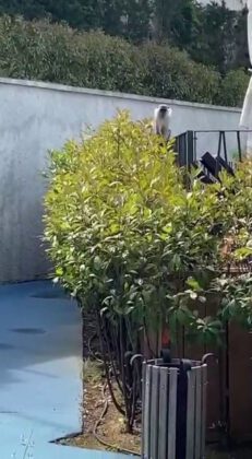 İstanbul’da maymun şaşkınlığı: Görenler gözlerine inanamadı