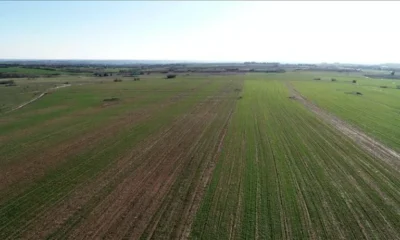 Bursa Mustafakemalpaşa’da 14.964 m² tarla satılıktır (çoklu satış)