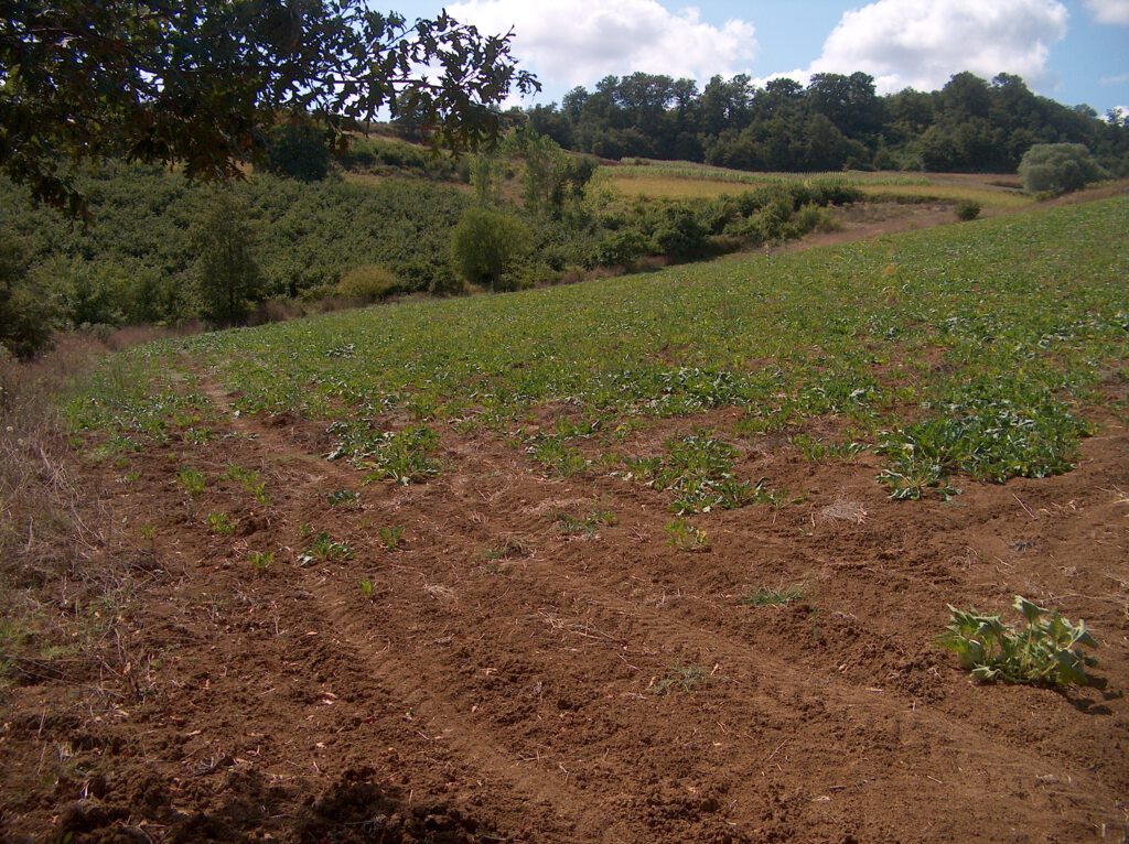 Bursa Orhangazi’de 39.040 m² tarla satılıktır