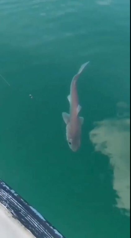 Yalova’da balıkçıların oltasına yavru köpek bağlığı takıldı