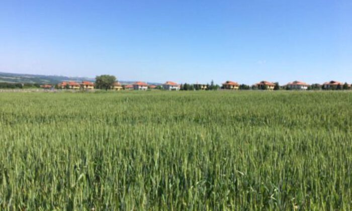 Bursa Yenişehir’de 7.884 m² tarla satılıktır (çoklu satış)
